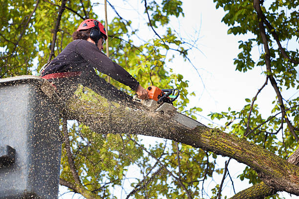 Best Affordable Tree Service  in Cabot, AR